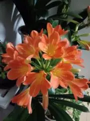 すすきの画像