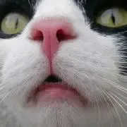 ねこここの画像