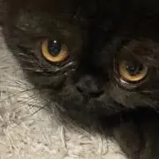 け
