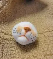 ミカズキS