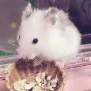 つくね餅