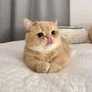 MANAの画像