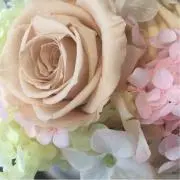 ハナの画像