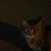れんたろー