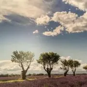 KABUKUの画像