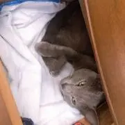 ひよこ【月末大量処分】の画像