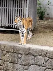 のりの画像