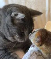 ちょびまろ