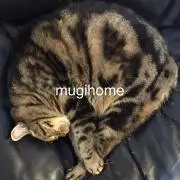 mugihomeの画像