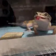 鼡