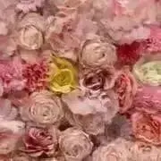 Y.の画像