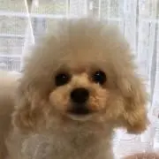 aloha.yasu