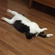 ぽたこの画像