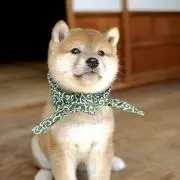まさえの画像