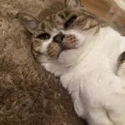 ぽにの画像