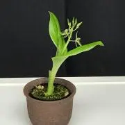 soronnの画像