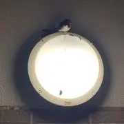 ちょもの画像