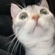 sanaの画像