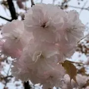サクラサク