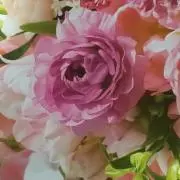 まっちゃの画像