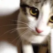 こっすん