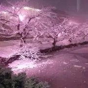 メビウス(プロフィール必読)の画像