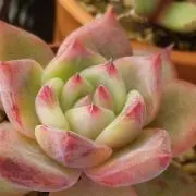 桂