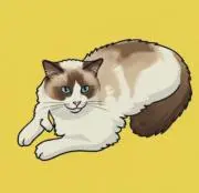 ねこくんの画像
