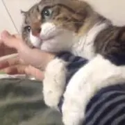 猫前の画像