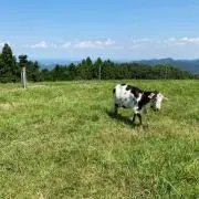 Ariaの画像