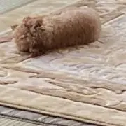 でこまる男