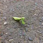 Surphの画像