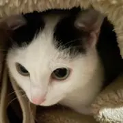 ゆずゆずの画像