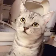 ムッシュ