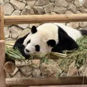 らんの画像
