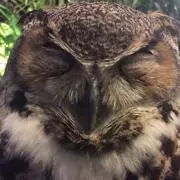 でんちゅー