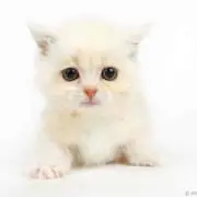 おこめの画像