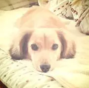 さりー