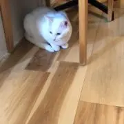 みやの画像