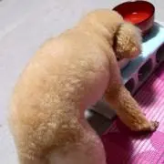 ココ