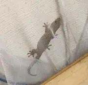 TPちゃんの画像