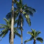 クリームの画像