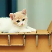 shの画像