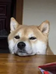 ももみの画像