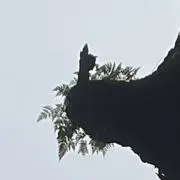 どすこいの画像
