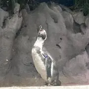トキの画像