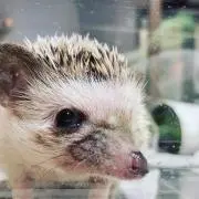 りりりの画像