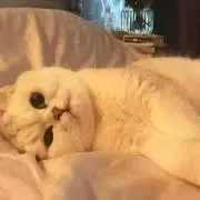 piの画像