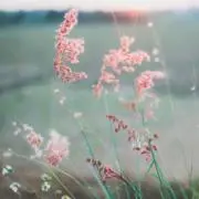 Kの画像
