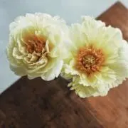 aiai29の画像
